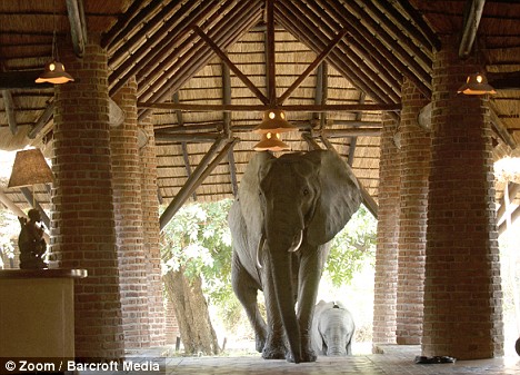 elephants